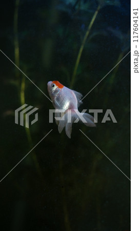 Oranda goldfish glides gracefully underwater 117604141