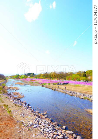 芝桜　シバザクラ　しばざくら　立谷川　桜　山形市 117604377