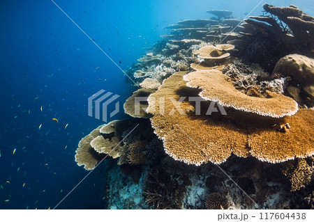 Amazing corals underwater in blue ocean at Maldives. Coral garden 117604438