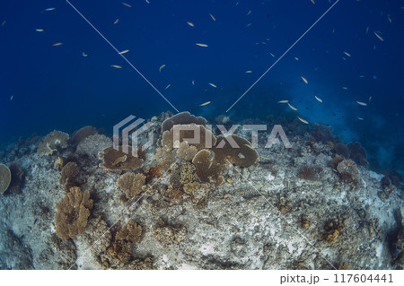 Amazing reef with fish underwater in blue ocean 117604441