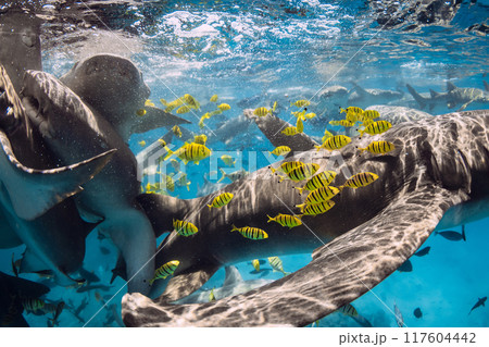 School of tropical yellow fish and sharks underwater. Sharks in Maldives 117604442