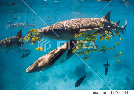 Yellow fish and nurse sharks in tropical sea. Sharks in Maldives Yellow fish and nurse sharks in tropical sea. Sharks in Maldives 117604445