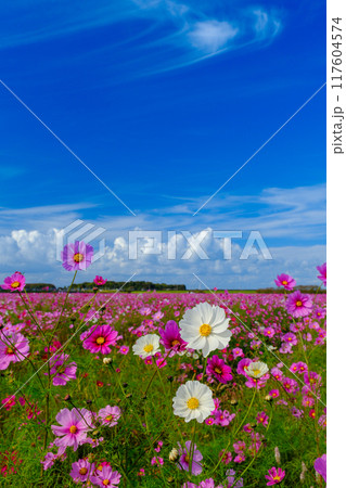 コスモスのある風景 コスモスのある風景 117604574