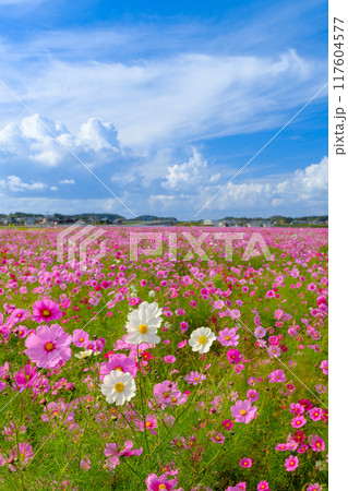 コスモスのある風景 コスモスのある風景 117604577