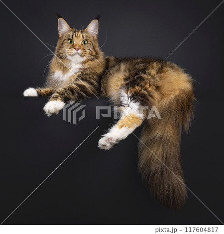 Maine Coon cat on black background Maine Coon cat on black background 117604817