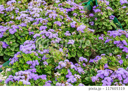 Ageratum floss flowers 117605319