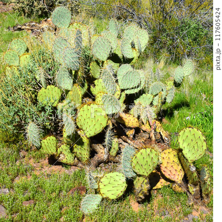 Prickly Pear Cactus Sonora Desert Arizona 117605424