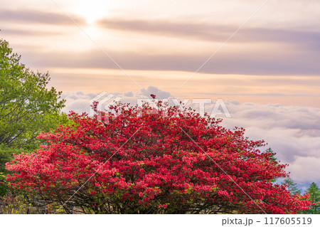 満開の山ツツジ（黄金色の空） 117605519