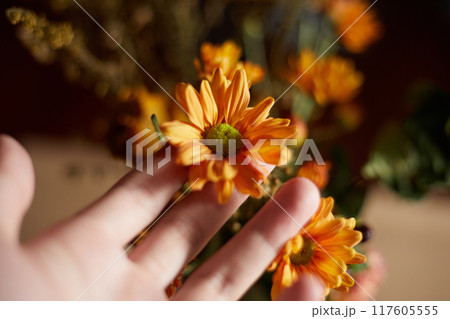 Close up Orange chrysanthemum flowers Close up Orange chrysanthemum flowers 117605555