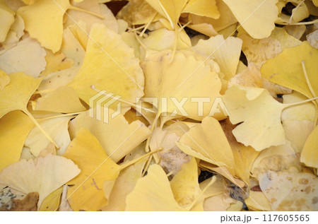 イチョウの落ち葉 イチョウの落ち葉 117605565