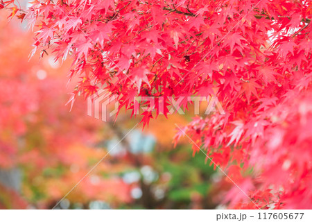 真っ赤に染まる紅葉 117605677