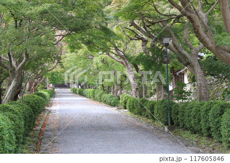 滋賀県大津市にある「西教寺の参道」 滋賀県大津市にある「西教寺の参道」 117605846