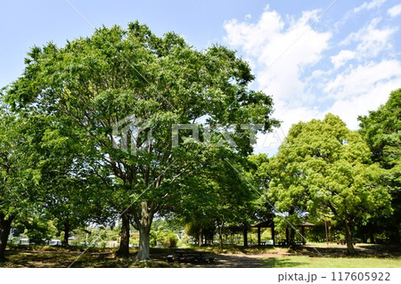 茅ヶ崎里山公園の風景　 117605922