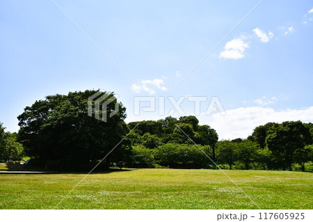 茅ヶ崎里山公園の風景　 117605925
