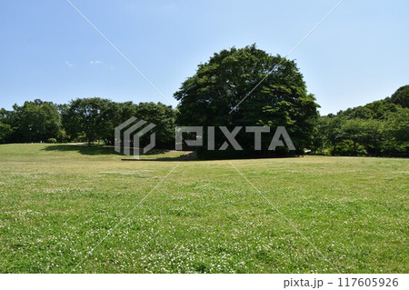 茅ヶ崎里山公園の風景　 117605926