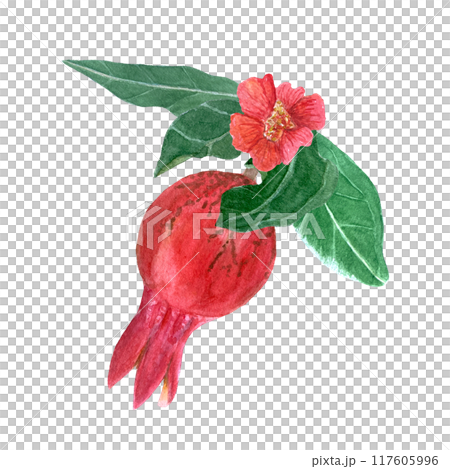 Bright pomegranate with leafs and flower watercolor composition isolated on white. Hand drawn realistic fruit element for fall harvest cards, culinary designs, home decor, prints. Autumn plant clip 117605996