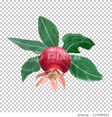 Pink pomegranate textured detailed watercolor illustration isolated on white. Hand drawn realistic fruit element for fall harvest cards, culinary designs, home decor, prints. Autumn plant clip art Pink pomegranate textured detailed watercolor illustration isolated on white. Hand drawn realistic fruit element for fall harvest cards, culinary designs, home decor, prints. Autumn plant clip art 117606003