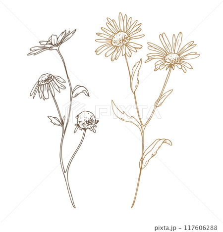 Chamomile Matricaria recutita flowers wild meadow dried flowers. Line art is a simple hand-drawn illustration in beige, ochre, brown ink. Isolated vector EPS set of elements. 117606288