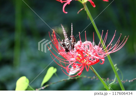 彼岸花の蜜を吸うアゲハ蝶 117606434