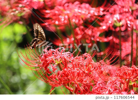 彼岸花の蜜を吸うアゲハ蝶 117606544