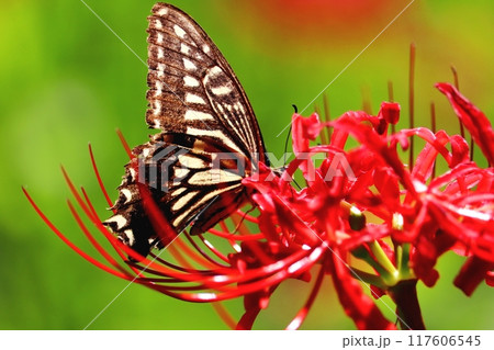 彼岸花の蜜を吸うアゲハ蝶 117606545