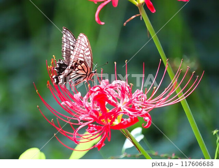 彼岸花に戯れるアゲハ蝶 117606688