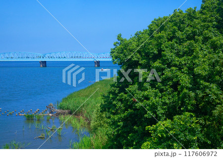 阿賀野川に架かる泰平橋 グルメ列車 海里 車窓 新潟市 阿賀野川に架かる泰平橋 グルメ列車 海里 車窓 新潟市 117606972