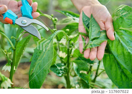 Close-up of bell pepper plant and hands with pruning shears shaping bush Close-up of bell pepper plant and hands with pruning shears shaping bush 117607022