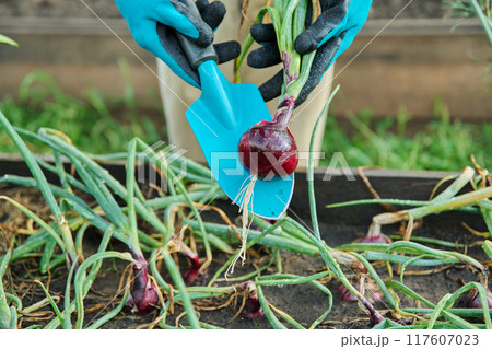 Red onion harvest in raised bed, close-up of an onion bulb on in hands of gardener Red onion harvest in raised bed, close-up of an onion bulb on in hands of gardener 117607023