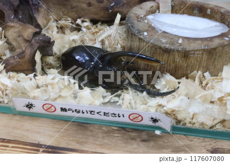 ネプチューンオオカブト 117607080