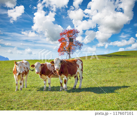Amazing view of Alpine green fields and cows at meadow near Abtenau village at autumn sunny day. Amazing view of Alpine green fields and cows at meadow near Abtenau village at autumn sunny day. 117607101