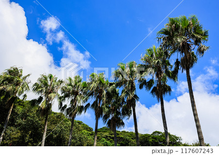 ヤシの木と青空 117607243