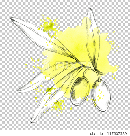 Pencil-sketched olive branch with a vibrant yellow-green splash background. Watercolor clipart for use in eco-conscious product labels, organic cosmetics, or handmade soap packaging Pencil-sketched olive branch with a vibrant yellow-green splash background. Watercolor clipart for use in eco-conscious product labels, organic cosmetics, or handmade soap packaging 117607389