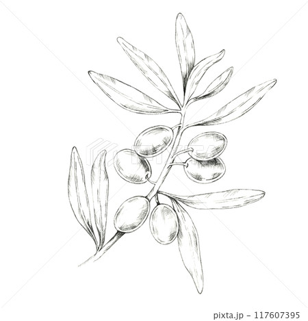 Olive branch with multiple olives and delicate leaves. Pencil drawing clipart for use in natural beauty product packaging, artisanal olive oil labels, or eco-friendly cosmetic branding 117607395