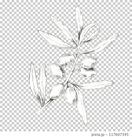 Olive branch with multiple olives and delicate leaves. Pencil drawing clipart for use in natural beauty product packaging, artisanal olive oil labels, or eco-friendly cosmetic branding 117607395