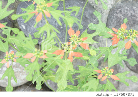 ショウジョウソウ 117607873