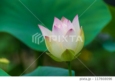 蓮の花のある風景 蓮の花のある風景 117608096