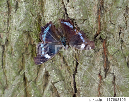 ルリタテハ 117608196