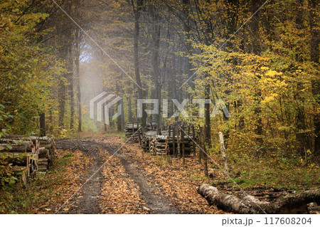Dirt road in the autumn forest Dirt road in the autumn forest 117608204
