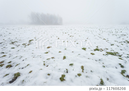 Snow on the meadow and trees in the fog, February day Snow on the meadow and trees in the fog, February day 117608208