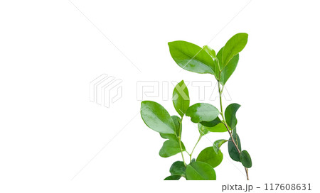 A cut out of Ficus benjamina leaves with clipping paths on a white background. 117608631