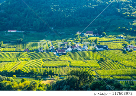 Vineyards and Donau river in Wachau valley Austria with autumn colored leaves small traditional village on sunny day. Traditional wine and tourism region, 117608972