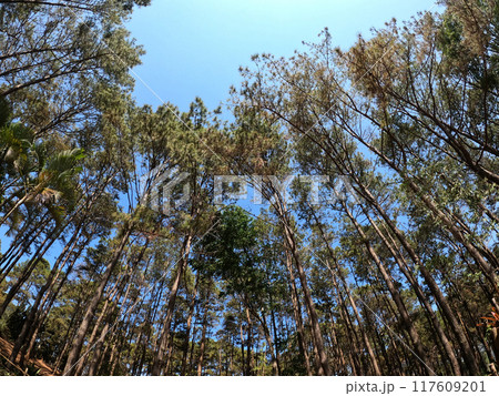 Look overhead tree up sky at national park area Look overhead tree up sky at national park area 117609201