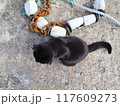 漁師町の港にいる漁具(ブイ)の近くでくつろぐ黒猫 117609273