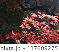 黒い背景で太陽に透ける赤く紅葉した満開のもみじ 117609275