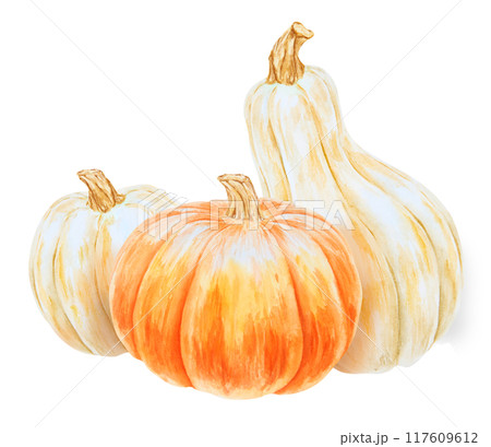 Orange and white pumpkins. Realistic botanical painting. Rustic style. Hand drawn watercolor isolated illustration with fall vegetables for poster, card, prints, packing. Botanical colorful clipart. 117609612