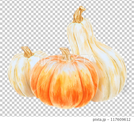 Orange and white pumpkins. Realistic botanical painting. Rustic style. Hand drawn watercolor isolated illustration with fall vegetables for poster, card, prints, packing. Botanical colorful clipart. 117609612