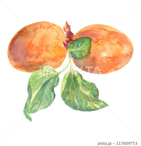 Apricot hand-darwn watercolor with leaves. Summer sweet and ripe fruits collection. Fresh juice colorful illustration on white background. Isolate in warm orange color and green carved leaves. Clip 117609753