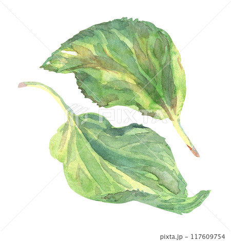 Apricot tree leaves hand-darwn watercolor set. Summer colorful illustration in fruits collection. Fresh apricot tree leaf illuminated by the sun, drawn in warm green color and Isolated on white 117609754