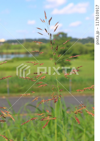 イネ科のセイバンモロコシ or ジョンソングラス イネ科のセイバンモロコシ or ジョンソングラス 117610917